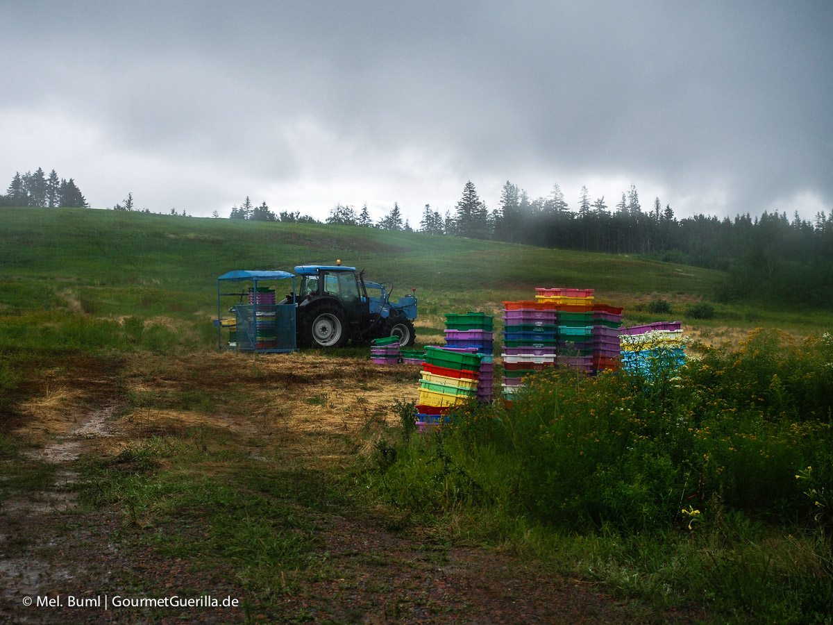 Kanada Nova Scotia Wilde Blaubeeren Ernte auf dem Feld | GourmetGuerilla.de