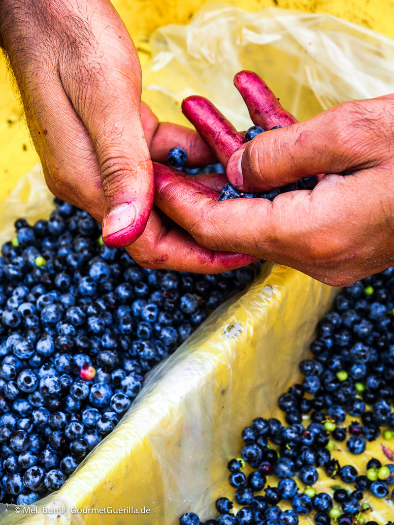 Kanada Nova Scotia Pflücken und Sortieren von Wilden Blaubeeren | GourmetGuerilla.de