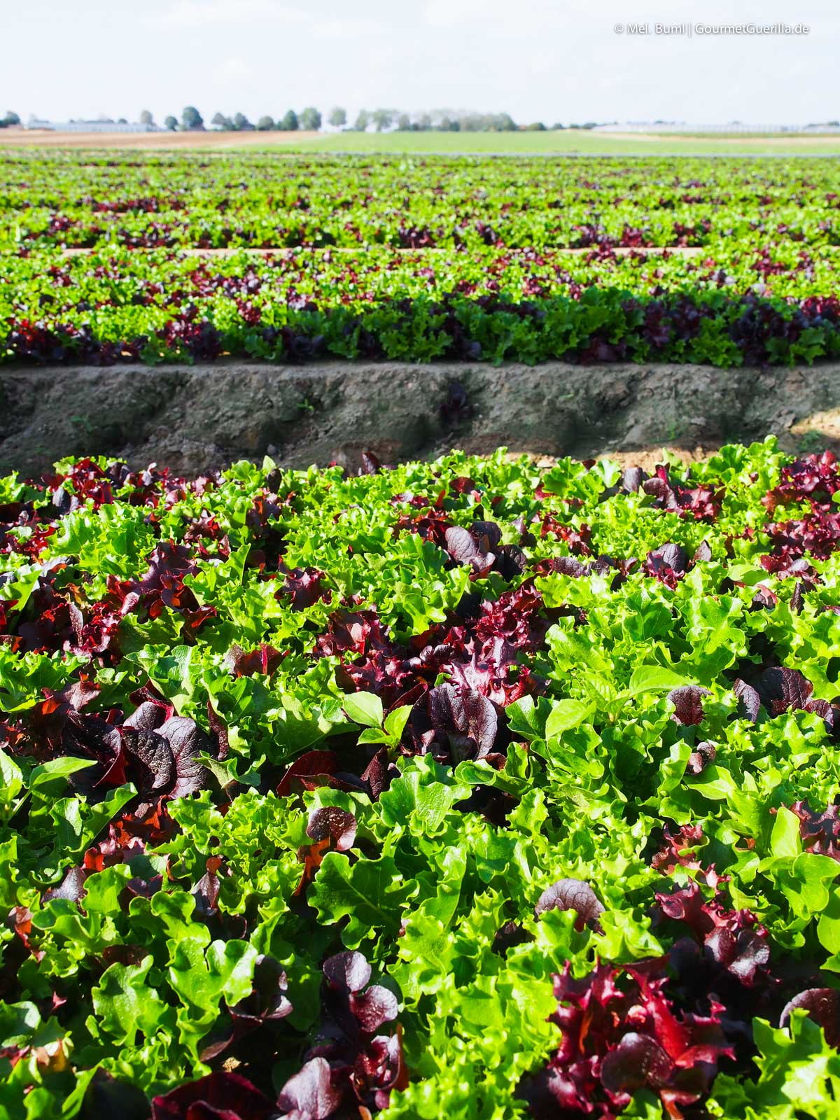 Salatmischung auf dem Feld Eisbergsalat auf dem Feld Bonduelle Academy Salat Anbau und Verarbeitung | GourmetGuerilla.de