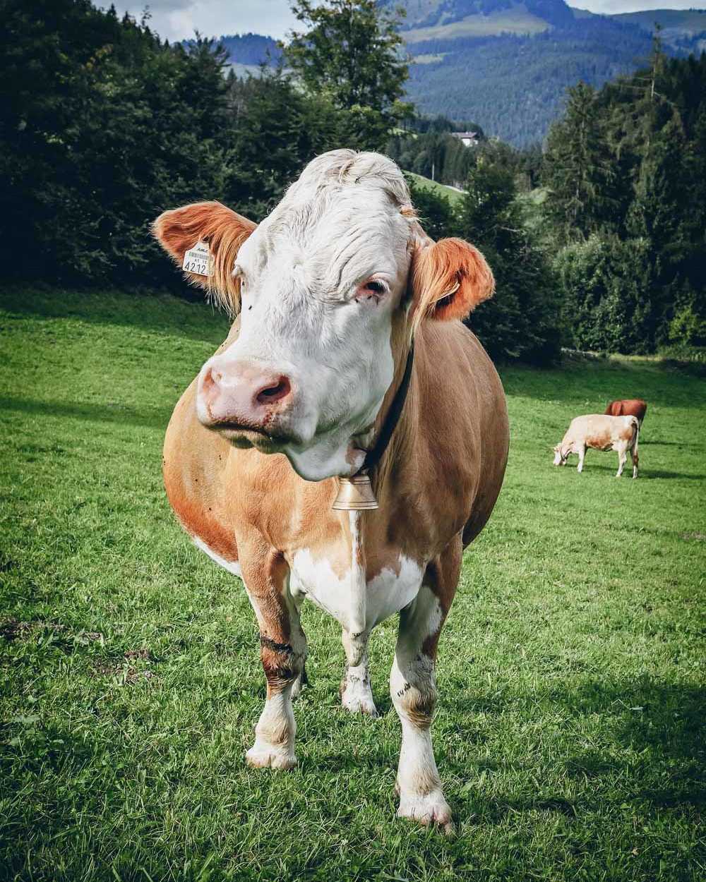 Heumilchkühe Ahornhof Österreich Sennermeetsblogger | GourmetGuerilla.de