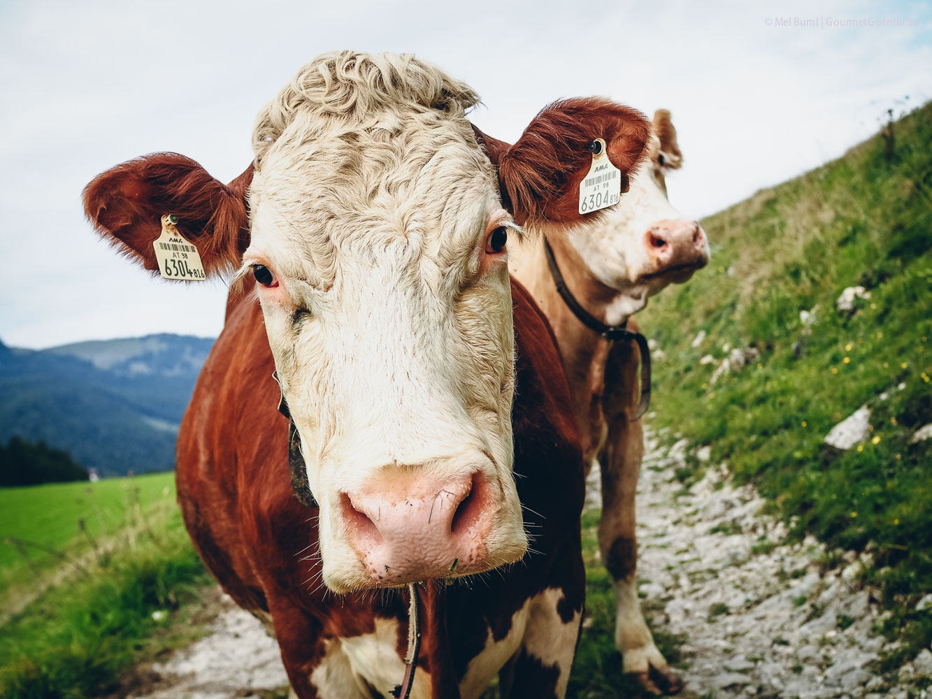 Heumilchkühe Ahornhof Österreich Sennermeetsblogger | GourmetGuerilla.de