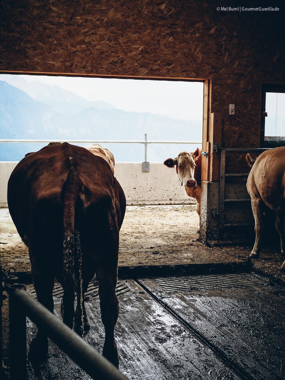 Laufstall Heumilchkühe Ahornhof Österreich Sennermeetsblogger | GourmetGuerilla.de