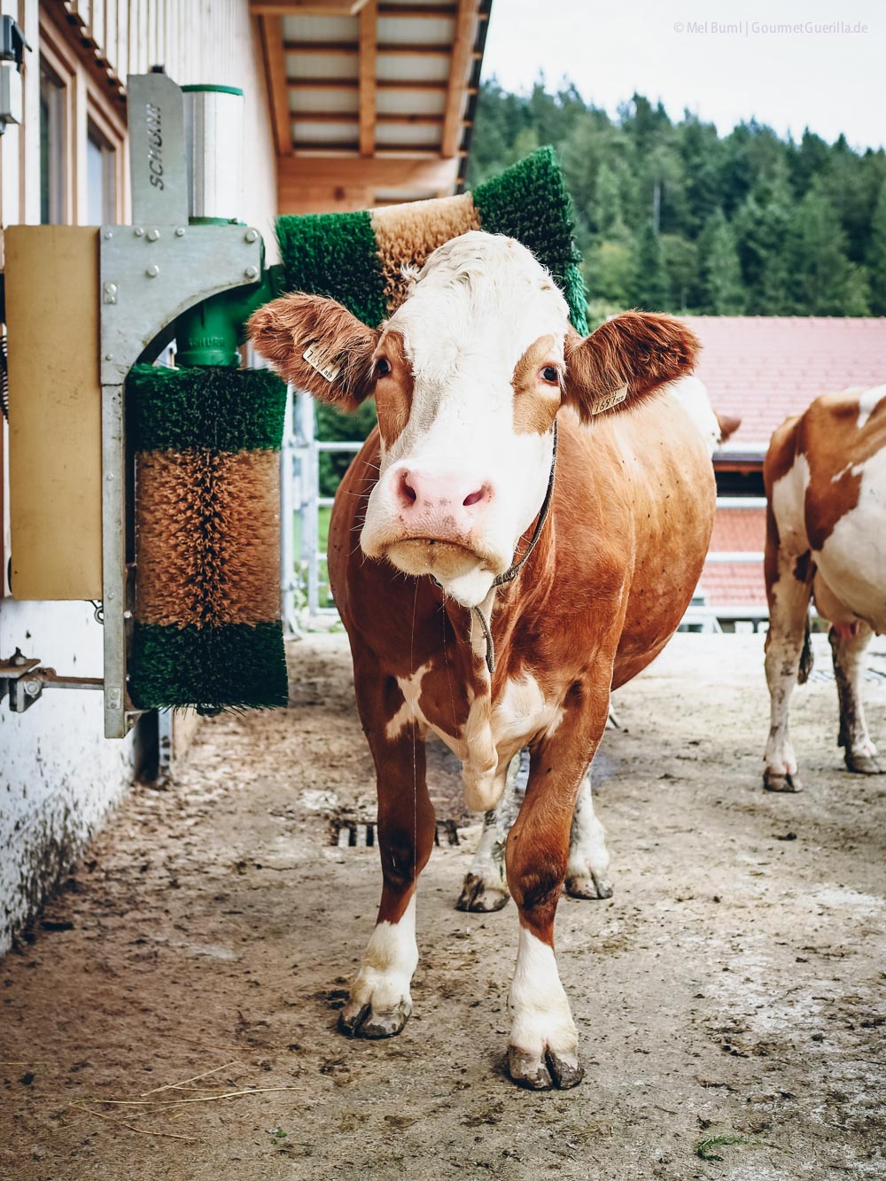 Massagebürste Laufstall Heumilchkühe Ahornhof Österreich Sennermeetsblogger | GourmetGuerilla.de