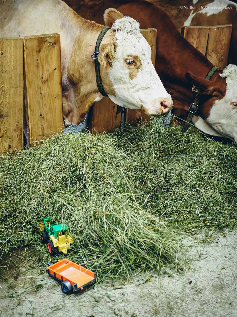 Heufütterung Heumilchkühe Ahornhof Österreich Sennermeetsblogger | GourmetGuerilla.de