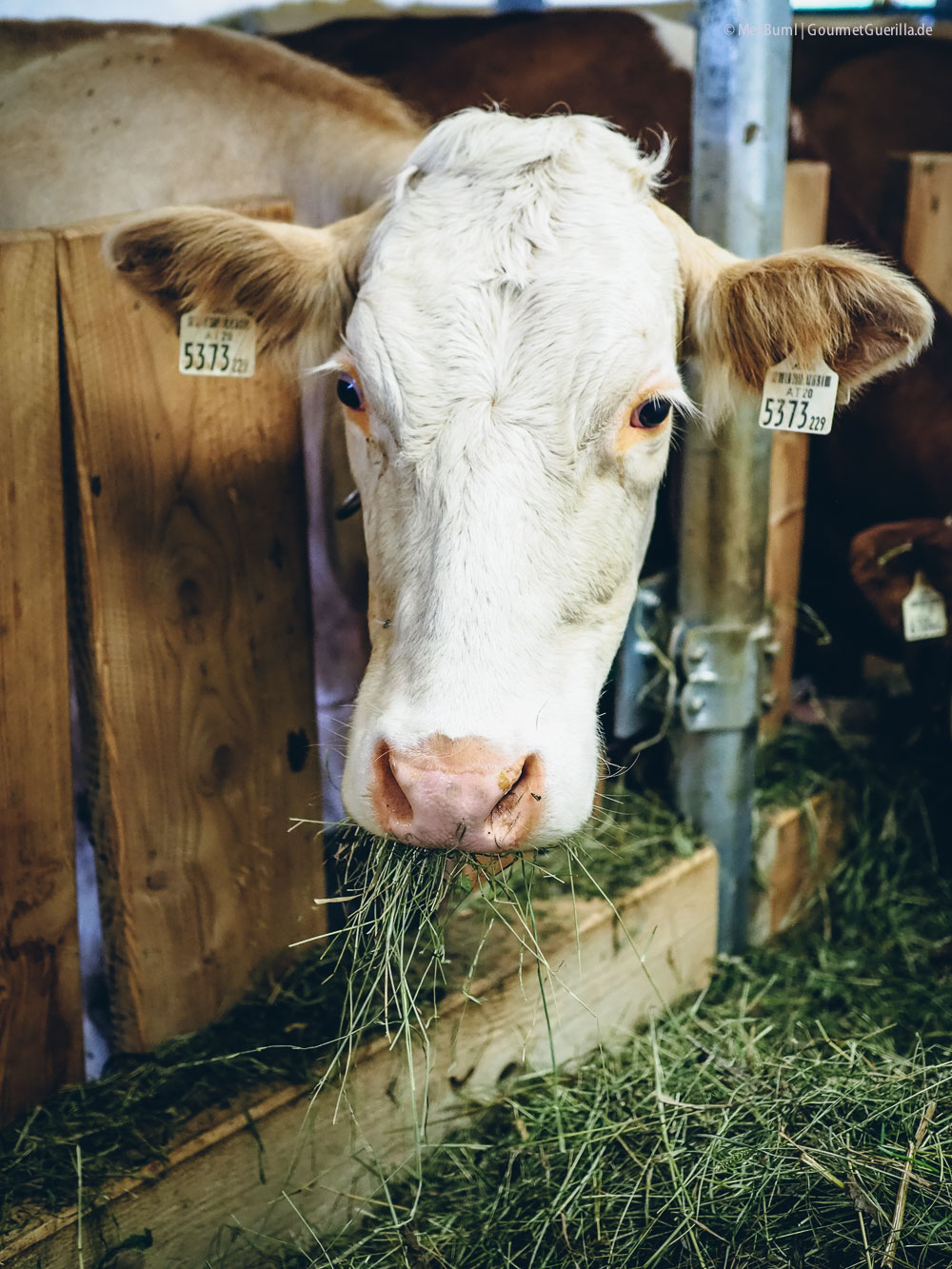 Heufütterung Heumilchkühe Ahornhof Österreich Sennermeetsblogger | GourmetGuerilla.de