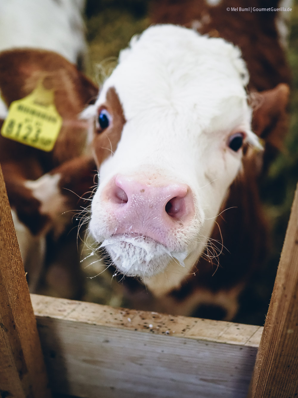 Milchfütterung für Kälber Heumilchkühe Ahornhof Österreich Sennermeetsblogger | GourmetGuerilla.de