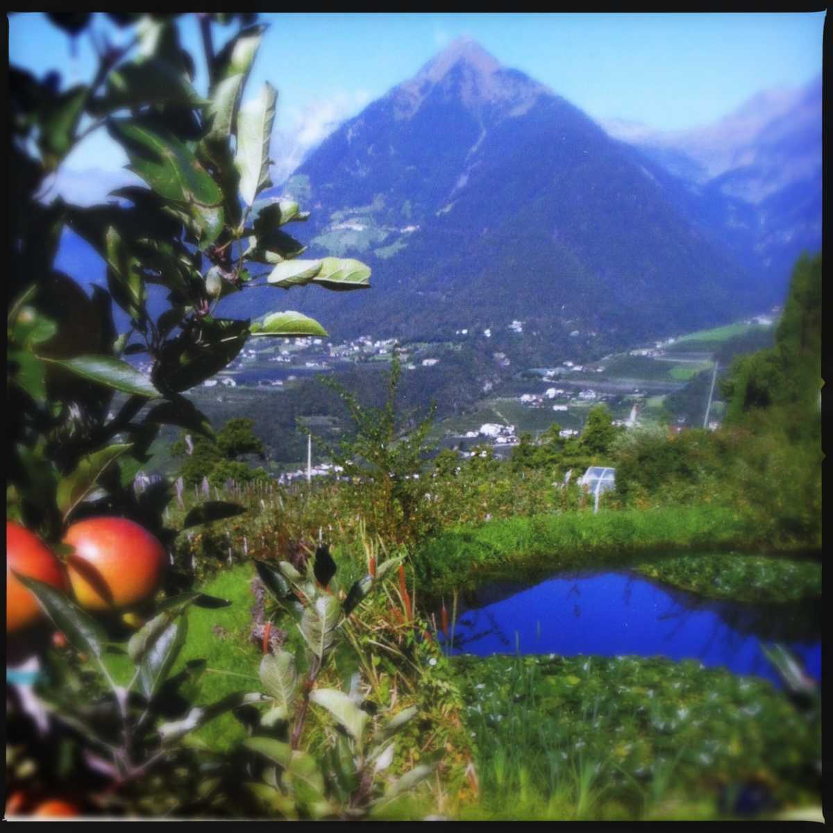 Apfelwiesen Südtirol | FoxyFood.de